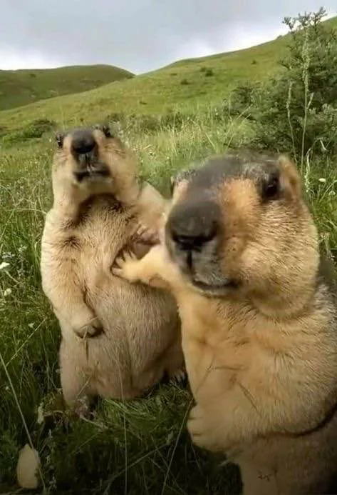 A gohper keeping his friend from doing bad things to you.